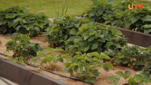 Идеи оформления внутреннего двора