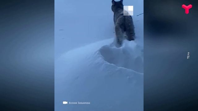 Дикие звери в Тюмени смотреть онлайн