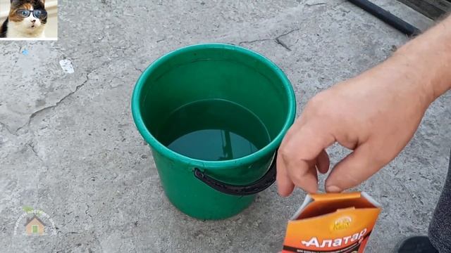 Вишневый слизистый пилильщик как бороться. Вредители сливы и вишни