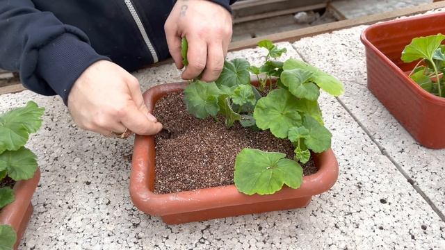 Эксклюзивные сорта пеларгоний укоренились . смотреть онлайн