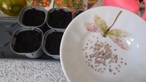 Томаты Черри сею на рассаду.