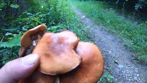 Массово идут грибы маслята в Краснодарском крае, июнь 2020!