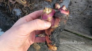 Какой стороной посадить КАННУ?! // Посадка и деление канны // Growing of canna lilies