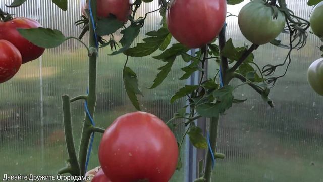 Томат Щека Кертис. Вкусный и урожайный "житель" теплицы #томат #помидор #сорт #семена смотреть онлайн