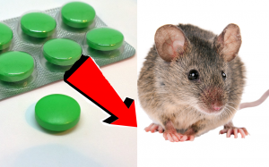 Как избавиться от крыс за 3 Секунды!