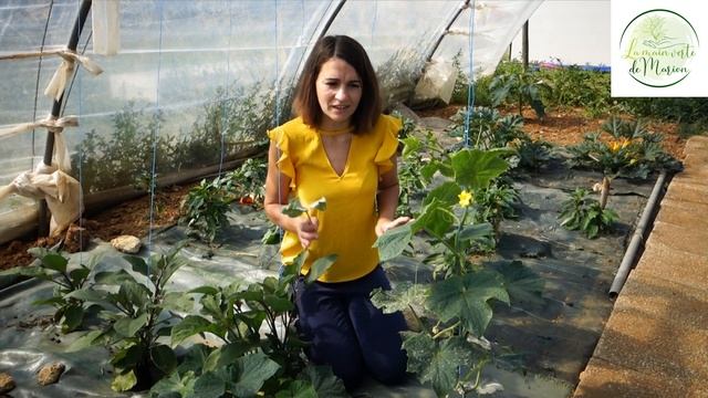 L'oïdium sur concombre: observer, diagnostiquer, combattre! смотреть онлайн