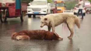 Собака плачет и пытается разбудить погибшего друга