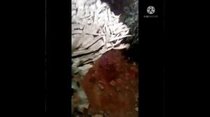 веник в  баню, "Эвкалипт стреловидный"