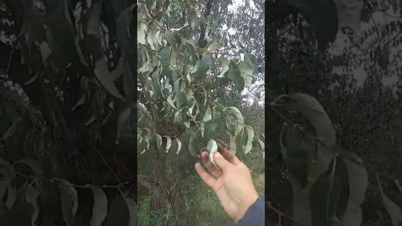 Лох серебристый в дикой природе