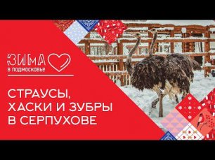 Звериный маршрут: страусы, хаски и зубры в Серпухове