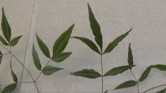 Cucumber Mosaic Virus on Nandina смотреть онлайн