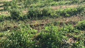 Плантация ежевики на 5 августа.