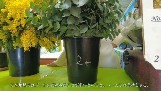 Tanneron, une ville de la route du mimosa / visite chez un producteur de mimosa / Côte d'Azur / смотреть онлайн