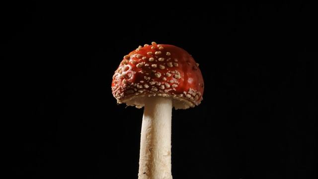Fly agaric mushroom growing time lapse , Amanita muscaria fungi toadstool смотреть онлайн
