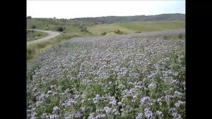 Фацелия посеянная 14 июня, после дождей. Август 2018