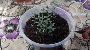 Лаванда. Уход за рассадой лаванды