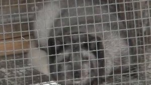 Работа зверофермф в Белоярске 29 01 2020