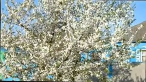Зыкина, Л - Расцвела Под Окошком Белоснежная Вишня - Русская Народная Песня