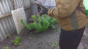 13.05.2021г. Обработка от тли кустарников.