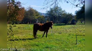 iPhone 14 Pro vs Canon EOS 1100D vs Samsung  S21 FE