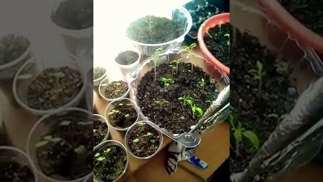 Удобрение земли яичной скорлупой смотреть онлайн