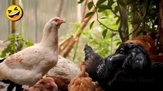 FUNNY CHICKEN DANCE 8 │ Chicken Song & Videos 2021 | Chicken Dance смотреть онлайн