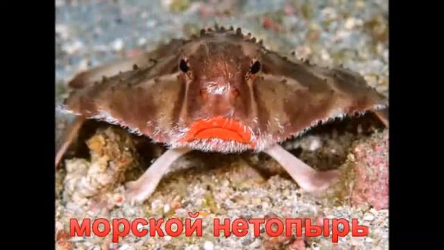 необычные животные смотреть онлайн