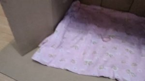 Как сделать домик для кошки из коробки