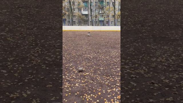 футбол и Собаки (почему ещё не придумали песий матч?) смотреть онлайн