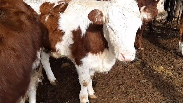 Говхои бугуз фуруши ва гусолахои Сементал дар шахри ХУЧАНД .