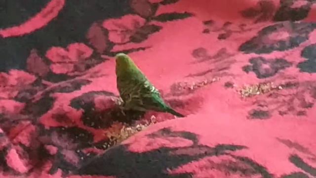 Попугай Яша бегает по дивану смотреть онлайн