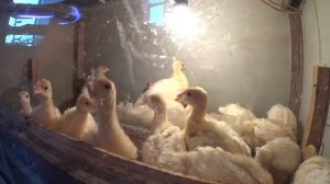 ОБЗОР ДВУХ НЕДЕЛЬНЫХ ИНДЮШАТ