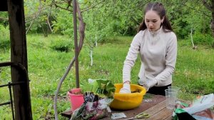 Черенкование Можжевельника для дачного участка/ Простой способ размножения