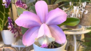 Cattleya loddigesii катлея лодигези в моей коллекции