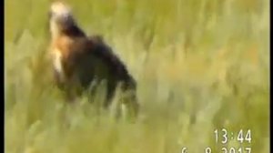 ЛУНЬ БОЛОТНЫЙ