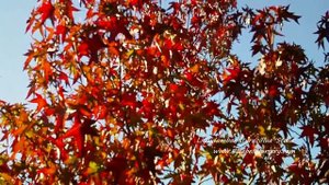 Liquidambar styraciflua 'Stella' (Sweet Gum Tree)