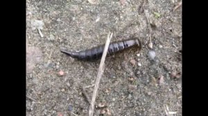 Личинка жука плавунца