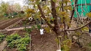 ?Борьба с тлей. ?Какую свёклу посеяла. ?