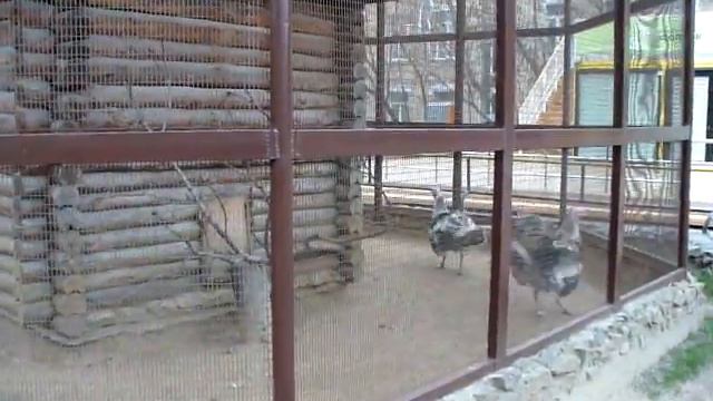 Зоопарк 24 10 14 смотреть онлайн