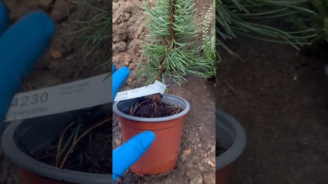 Подготовка саженцев и места будущего прикопа смотреть онлайн