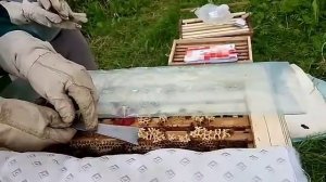 Пчeловодство в Эстонии по методу Миленина М И. Часть 3