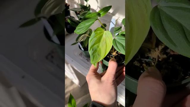 Plant Shopping at Paul's & Sandy's Too in East Hampton, CT 🌿 Monstera, Philodendron + More