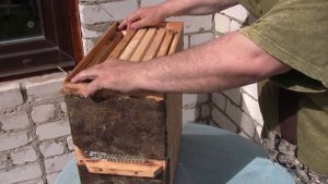 ловушка для пчел, обзор.,как я ее сноряжаю перед установкой