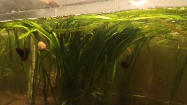 у петуха крышу сорвало смотреть онлайн