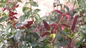 Роза чайно-гибридная сорт Биколетт(Bicolette). Видео обзор сорта