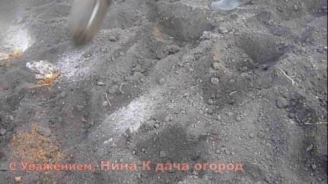 КАРТОШКУ БУДЕТ НЕ КУДА ДЕВАТЬ! ЧТО ДОБАВИТЬ В ЛУНКУ ПРИ ПОСАДКЕ ?КАК ПРАВИЛЬНО САЖАТЬ КАРТОШКУ ВИДЕ