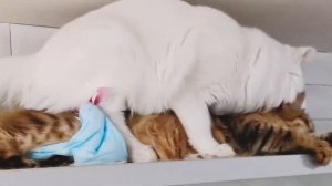 #cats одели памперсы на кошку, но это их не остановило и они занимались любовью. L'amour des chats