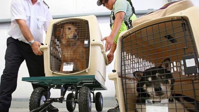 Перевозка животных смотреть онлайн