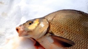 КРУПНЫЙ ЛЕЩ НА 3 КГ ! ПЕРВЫЙ ЛЁД 2017 2018 ВИДЕО ЗИМНЯЯ РЫБАЛКА ПЕРВОЛЕДЬЕ ЛОВЛЯ ЛЕЩА зимой со льда