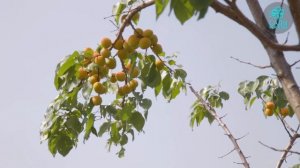 Абрикос Дальневосточный